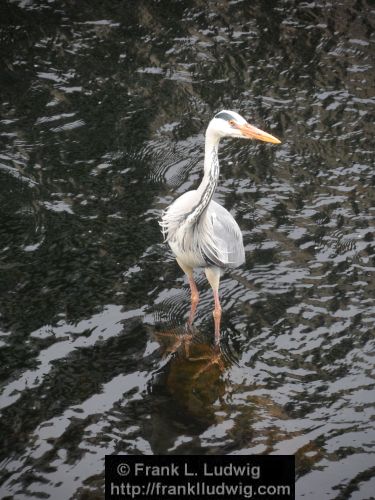 Heron on the Garavogue